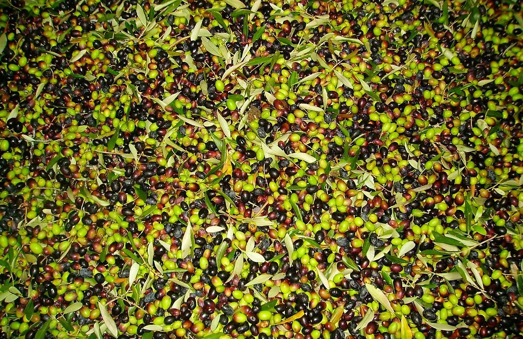 Fattoria Gambaro di Petrognano-1